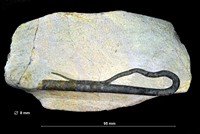 Crinoïdes sp